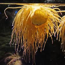 Image result for Aneilema nicholsonii