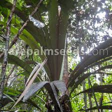 Image result for Eulophia elegans