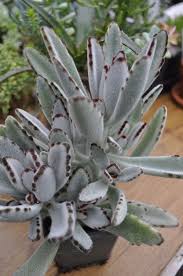 Pin On Kalanchoe