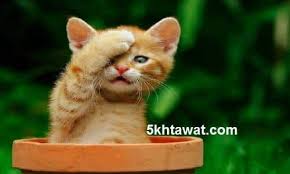 معني ظهور قطة في الحلم وتفسير تكرار الحلم بالقطط وسبب رؤية قطة سوداء خمس خطوات