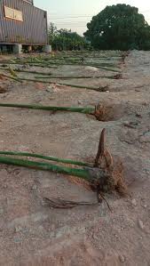 Calathea sering menggulung daunnya untuk mengurangi jumlah paparan cahaya. Teknik Tanam Kantan Untuk Hasilkan Bunga Yang Banyak Impiana