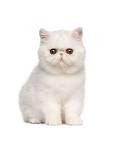 Exotic Shorthair Kittens For Sale by Reputable Breeders ...