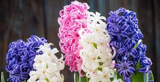 Maybe you would like to learn more about one of these? Which Flowers Are Popular In Uk Ferns N Petals