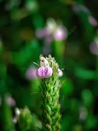 Image result for Rungia