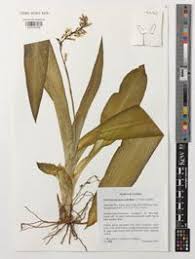 Image result for Chlorophytum macrophyllum