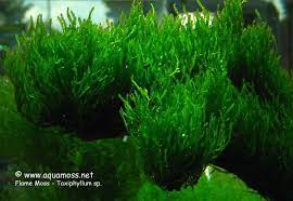 Flame Moss Profile Aquarium Advice Aquarium Forum Community Freshwater Plants Aquatic Plants Freshwater Aquarium Plants