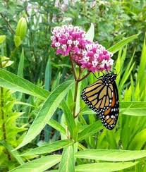Butterfly Garden Milkweed Collection Butterfly Plants Butterfly Garden Milkweed