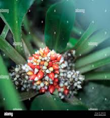 Image result for Palisota