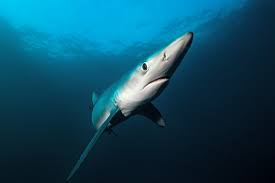 It also depends on the motion of the ocean. Can A Shark Really Smell A Drop Of Blood From A Mile Away