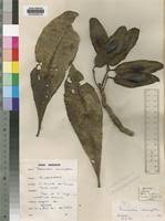 Image result for Terminalia macroptera