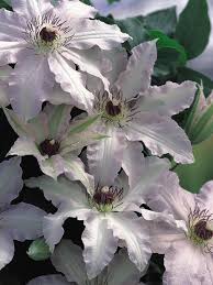 Check spelling or type a new query. Different Types Of Clematis Hgtv