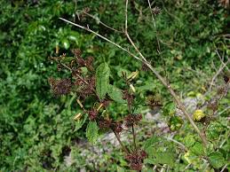 Image result for Triumfetta dekindtiana