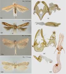 Image result for Cathormion altissimum