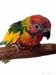 Double Factor Pied Lorikeet Hand Raised Animals Bird Birds