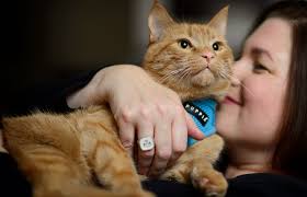 Maybe you would like to learn more about one of these? What Is Cat Scooting And What Can You Do About It