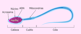 Image result for espermatozoides