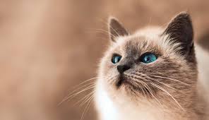 Clinique Vétérinaire d'Abondance