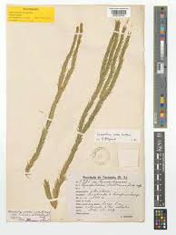 Image result for Huperzia afromontana