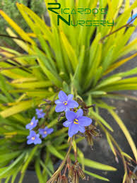 Image result for Aristea angolensis