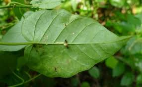 Image result for Jacquemontia paniculata