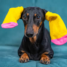 The 20 Funniest Dog Videos Of 2021