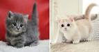 Munchkin Kittens for Sale | Buy Munchkin Cat Near Me
