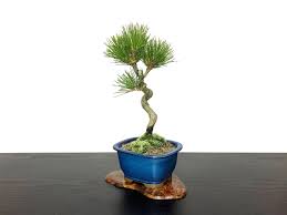 Rrotary bonsai single stand senkichi japan import. Bonsai Pinus Thunbergii Black Pine Kuromatsu Small Size Bonsai Online Shopping Site Of Bonsai Treesfrom Japan
