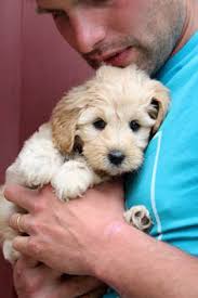 Hillmeadow Cobberdogs: Our Story