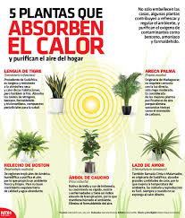 Infografianotimex Hashtag On Twitter Natural Garden Plants Mini Garden
