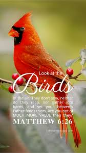 Look At The Birds Of The Air And The Flowers Of The Field Pin On Inspirational Bible Verse Of The Day