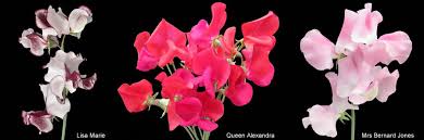 It's so exciting to see buds emerging on your sweet peas! Cultural Information About Growing Sweet Peas Eagle Sweet Peas