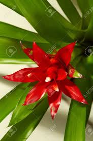 Check spelling or type a new query. Close Up Of Big Red Flower With Long Green Leaves Stock Photo Picture And Royalty Free Image Image 24615392