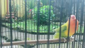 Looking for love bird bananafish? Lovebird Palamas Fighter Youtube