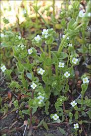 Image result for Sebaea