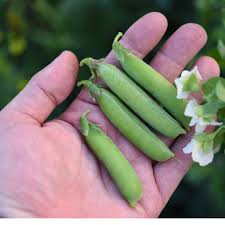 Image result for Pisum sativum