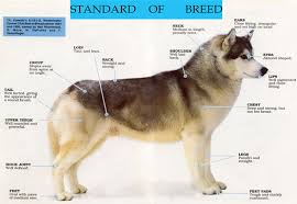 siberian husky characteristics and size dvshr