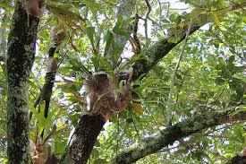 Une plante épiphyte est un organisme vivant sur d'autres végétaux pour y profiter de la luminosité et l'hygrométrie suffisantes à sa survie. Epiphyte Gamm Vert