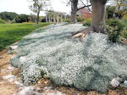 Bodendecker Cerastium Biebersteinii Boreale Vogelmiere Bodendecker Bodendecker Winterhart Pflanzen