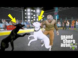 Beyaz Pitbull Jack K9 Sivas Kangaliyla Arenada Kapisiyor Gta 5 Youtube