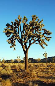 Xerophytic Definition And Synonyms Of Xerophytic In The English Dictionary