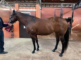 BITTERSWEET BULLY - Maria Clara Haras