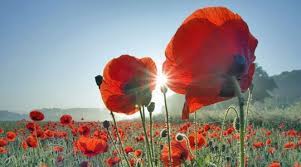In der regel ist die blütezeit aber im sommer, in der zeit zwischen mitte mai und mitte september. Mohnblumen Saen Aussaat Im September Bringt Eine Fruhe Blute