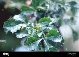 Image result for Commiphora africana