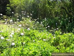 Image result for Odontosoria africana