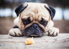 Последние твиты от cute pug pics (@cutepugpics). Religion Are There Animals In Heaven Local News Wacotrib Com