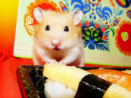 1.1 buku mimpi tikus bergambar. Menjaga Hamster Dan Penyelenggaraan Di Rumah Video