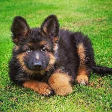 twitter schaferhund welpen schaferhunde hunde