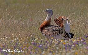 Résultat de recherche d'images pour "bustard"