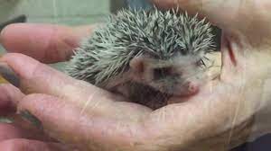 $5 per day fee will be charged for boarding your hedgehog. Baby Hedgehogs Youtube