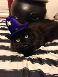 Cat Wearing A Wizard Hat Cats And Kittens Fall Cats Cat Love